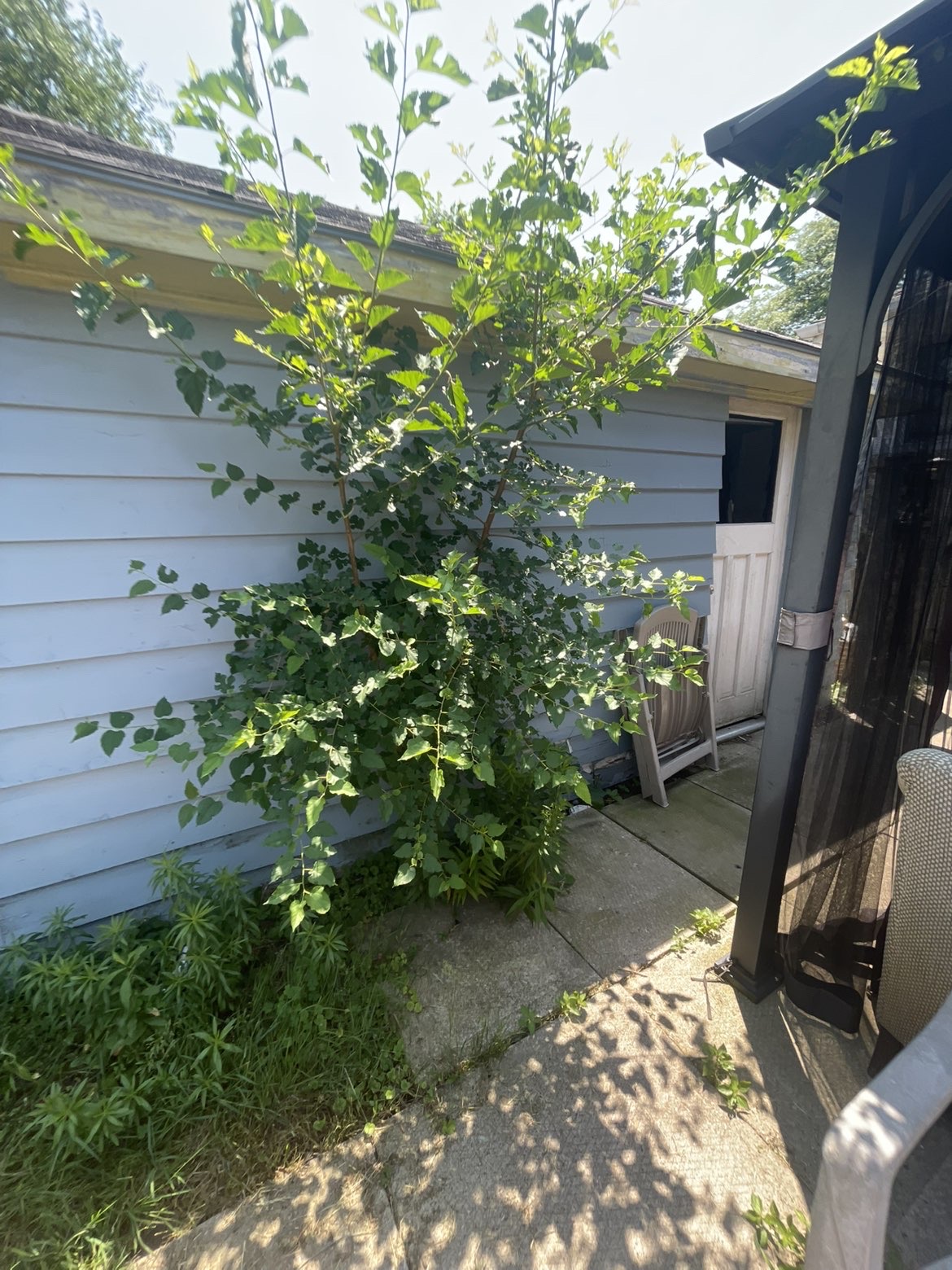 Before: Side-yard overgrowth removal + fresh bed — London, ON